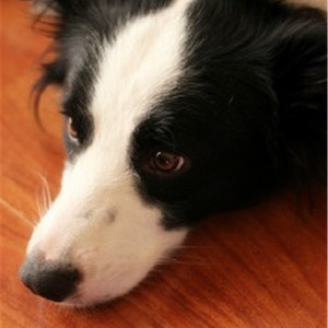 久草免费福利在线
